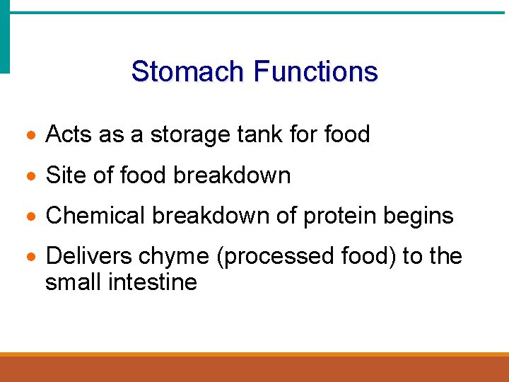 Stomach Functions · Acts as a storage tank for food · Site of food