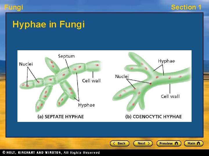 Fungi Hyphae in Fungi Section 1 