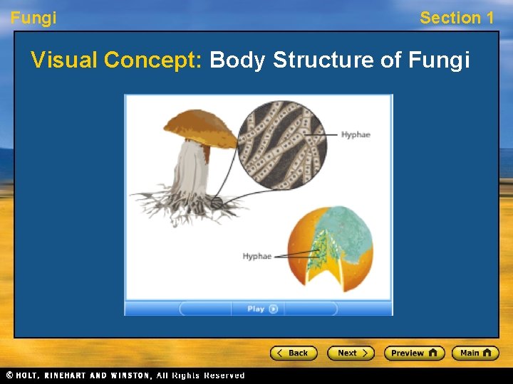 Fungi Section 1 Visual Concept: Body Structure of Fungi 