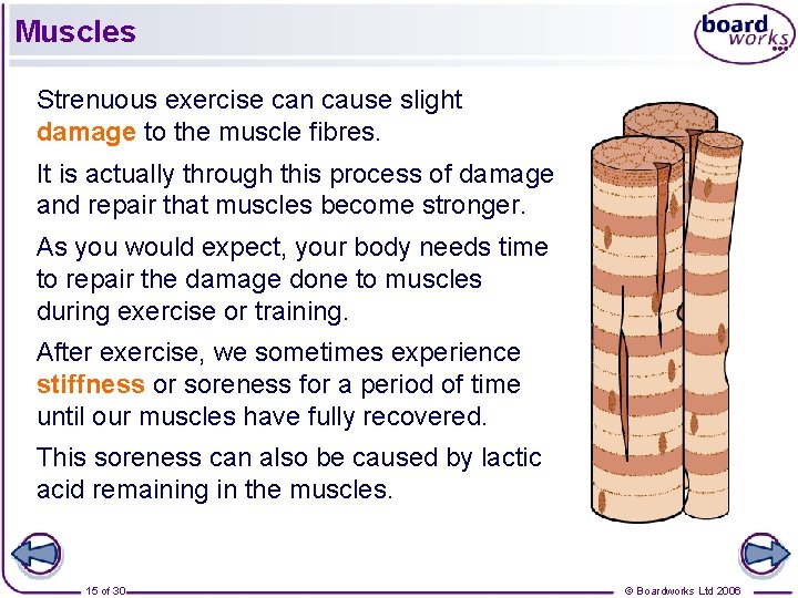 Muscles Strenuous exercise can cause slight damage to the muscle fibres. It is actually