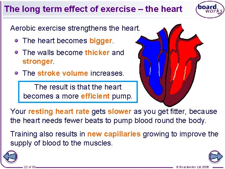 The long term effect of exercise – the heart Aerobic exercise strengthens the heart.
