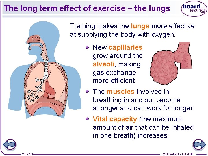 The long term effect of exercise – the lungs Training makes the lungs more