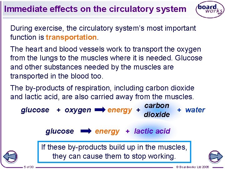 Immediate effects on the circulatory system During exercise, the circulatory system’s most important function