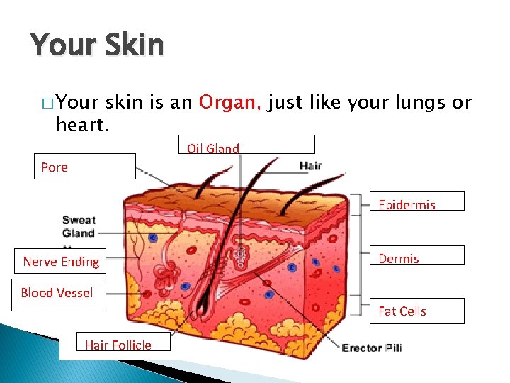 Your Skin � Your skin is an Organ, just like your lungs or heart.