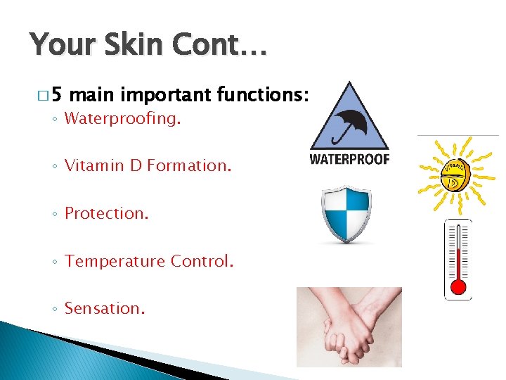 Your Skin Cont… � 5 main important functions: ◦ Waterproofing. ◦ Vitamin D Formation.