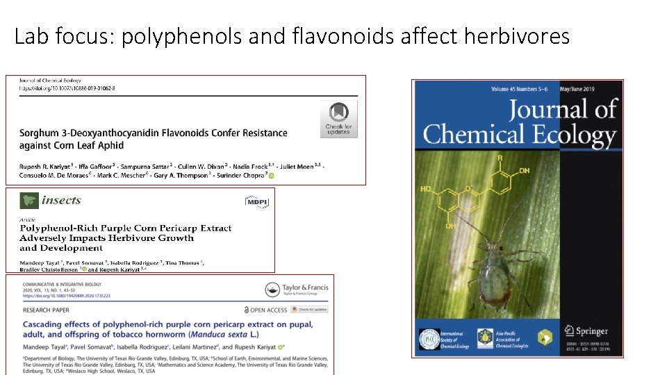 Lab focus: polyphenols and flavonoids affect herbivores 