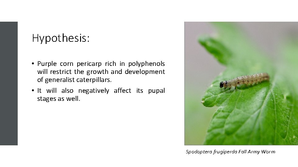 Hypothesis: • Purple corn pericarp rich in polyphenols will restrict the growth and development