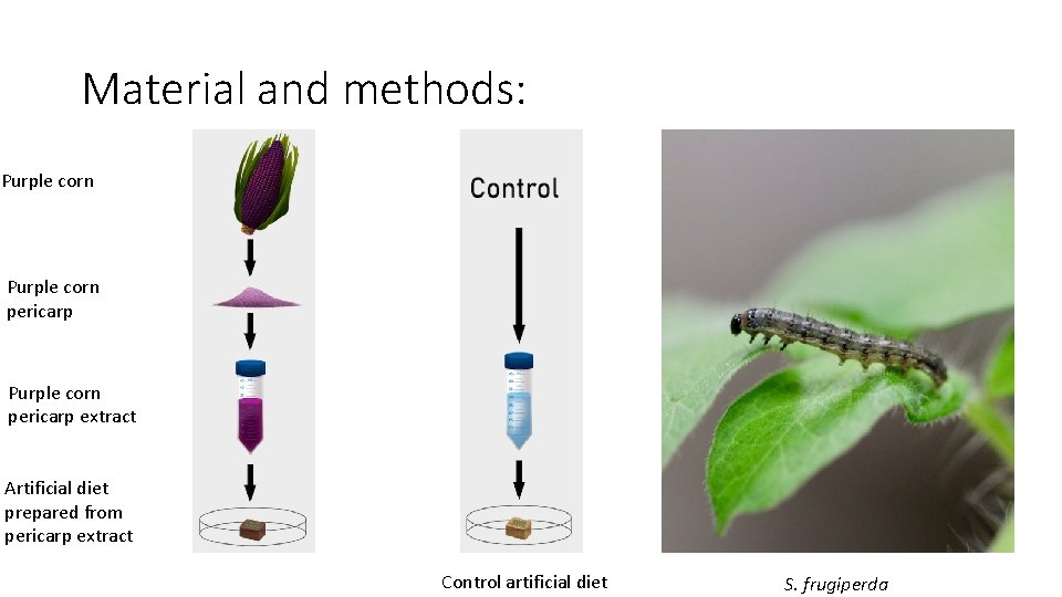 Material and methods: Purple corn pericarp extract Artificial diet prepared from pericarp extract Control