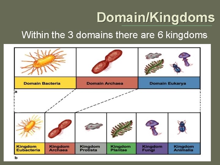 Domain/Kingdoms Within the 3 domains there are 6 kingdoms. 