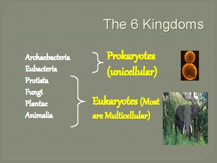 The 6 Kingdoms �Archaebacteria �Eubacteria �Protista �Fungi Prokaryotes (unicellular) �Plantae Eukaryotes (Most �Animalia are