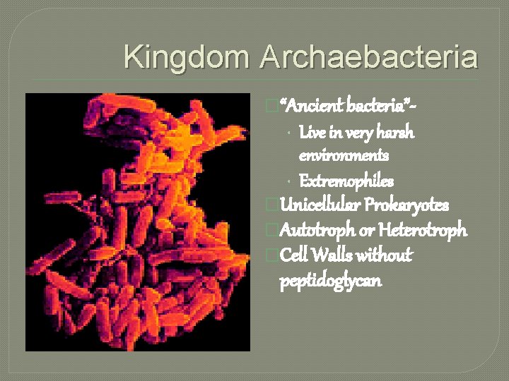 Kingdom Archaebacteria �“Ancient bacteria”- • Live in very harsh environments • Extremophiles �Unicellular Prokaryotes