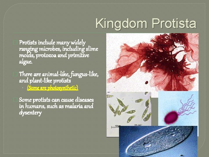 Kingdom Protista � Protists include many widely ranging microbes, including slime molds, protozoa and