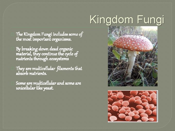 Kingdom Fungi � The Kingdom Fungi includes some of the most important organisms. �