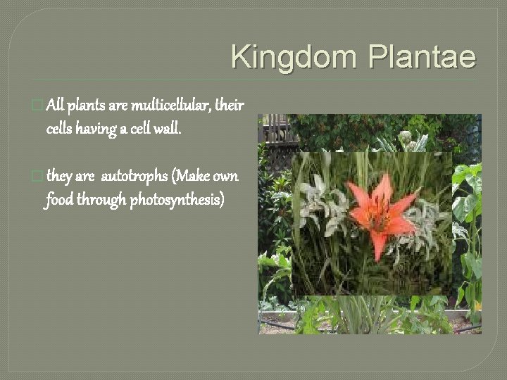 Kingdom Plantae � All plants are multicellular, their cells having a cell wall. �