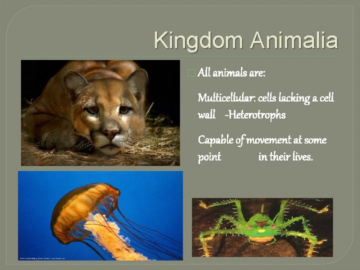 Kingdom Animalia � All animals are: - Multicellular: cells lacking a cell wall -Heterotrophs