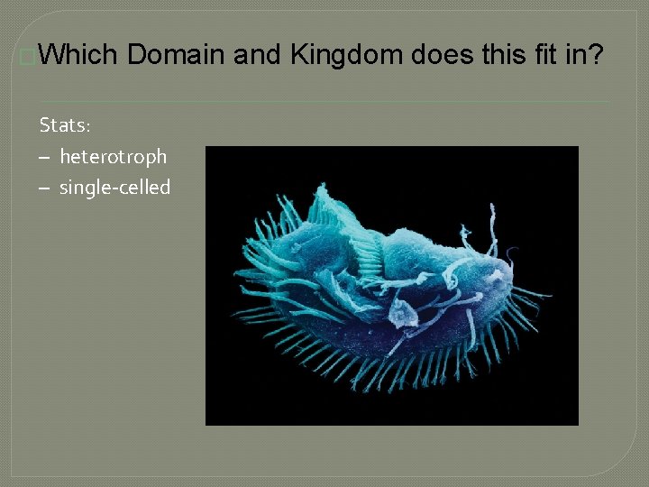 �Which Domain and Kingdom does this fit in? Stats: – heterotroph – single-celled 