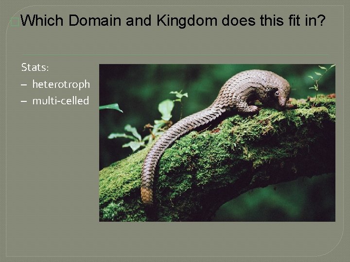 �Which Domain and Kingdom does this fit in? Stats: – heterotroph – multi-celled 