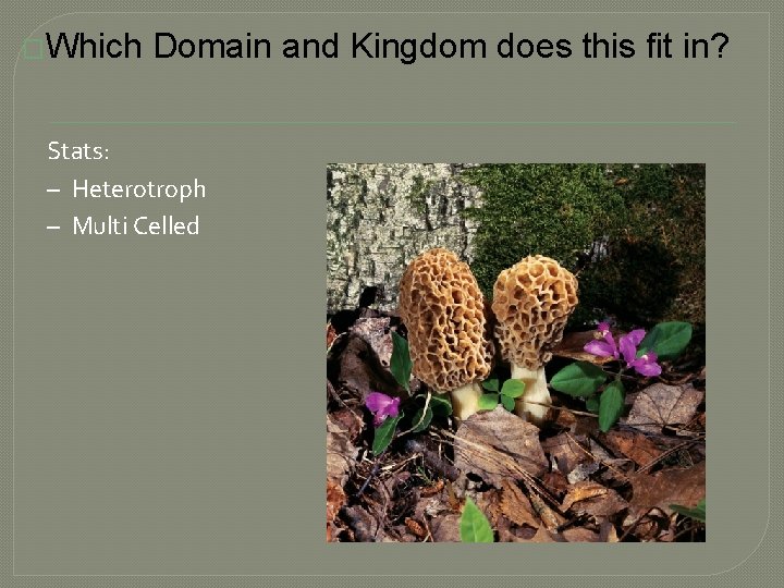 �Which Domain and Kingdom does this fit in? Stats: – Heterotroph – Multi Celled