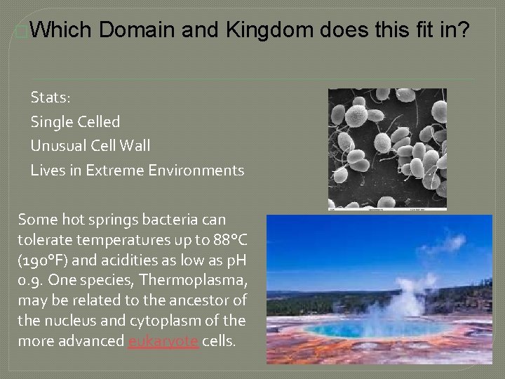 �Which Domain and Kingdom does this fit in? Stats: Single Celled Unusual Cell Wall