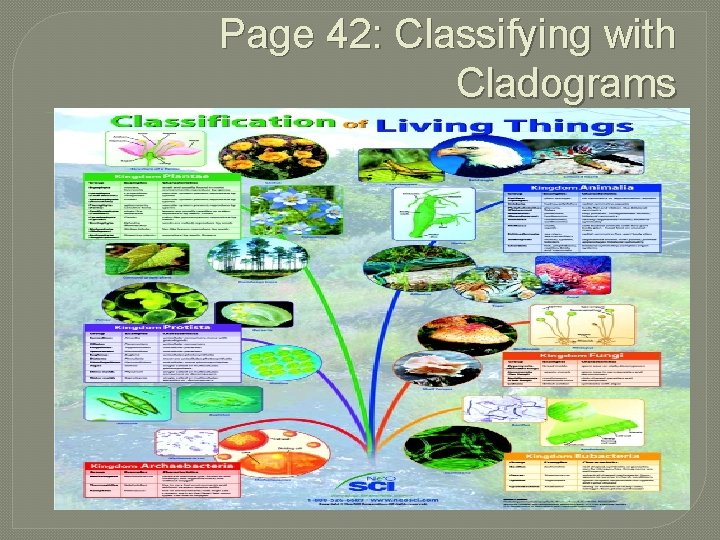 Page 42: Classifying with Cladograms 