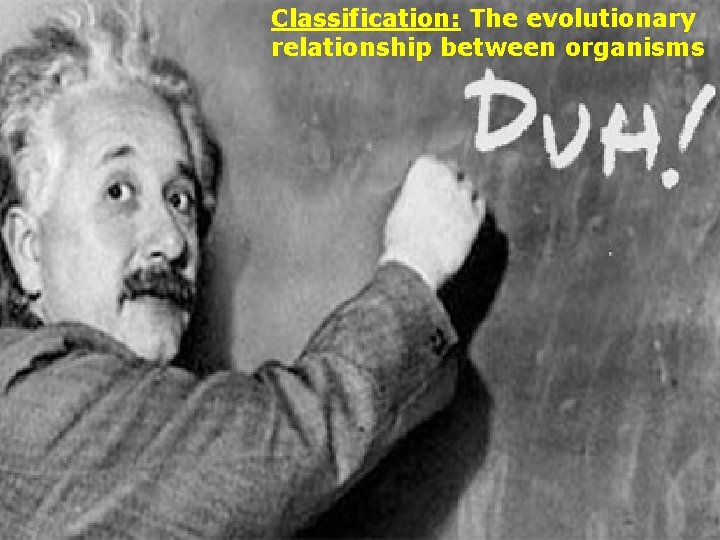 Classification: The evolutionary relationship between organisms 