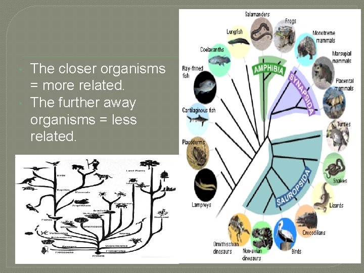  • • The closer organisms = more related. The further away organisms =