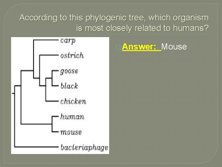 According to this phylogenic tree, which organism is most closely related to humans? �