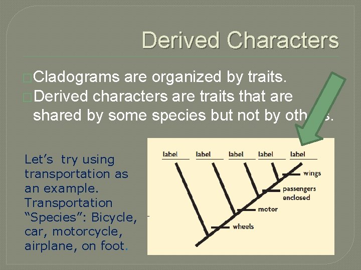 Derived Characters �Cladograms are organized by traits. �Derived characters are traits that are shared