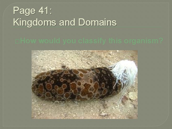 Page 41: Kingdoms and Domains �How would you classify this organism? 