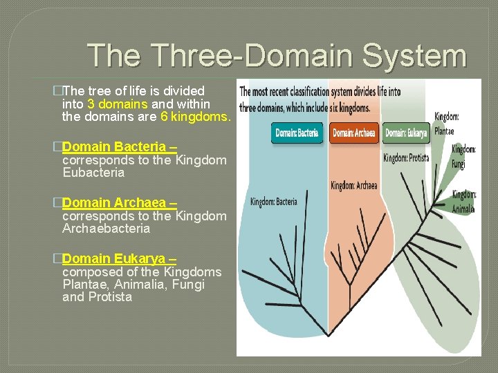 The Three-Domain System �The tree of life is divided into 3 domains and within