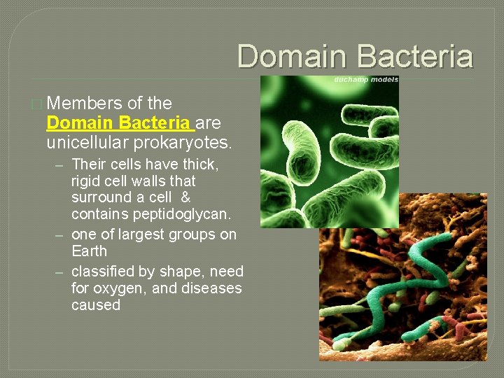 Domain Bacteria � Members of the Domain Bacteria are unicellular prokaryotes. – Their cells