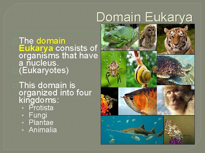 Domain Eukarya � The domain Eukarya consists of organisms that have a nucleus. �