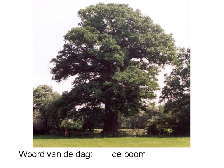 Woord van de dag: de boom 