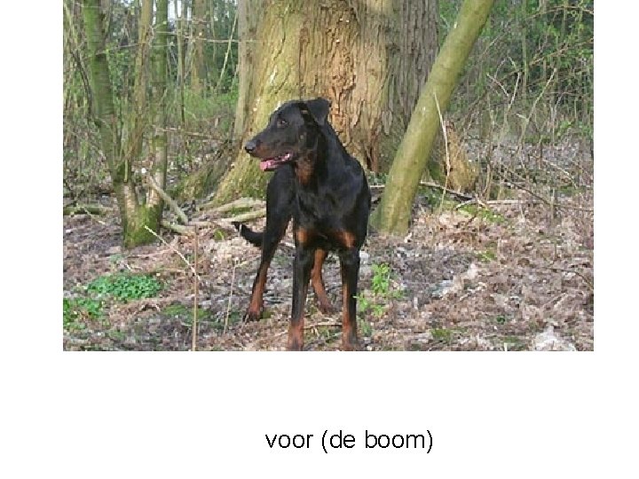 voor (de boom) 