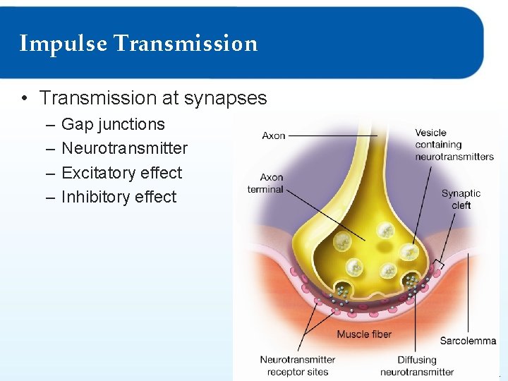 Impulse Transmission • Transmission at synapses – – Gap junctions Neurotransmitter Excitatory effect Inhibitory