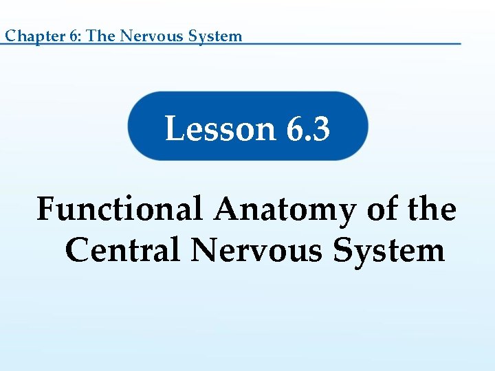 Chapter 6: The Nervous System Lesson 6. 3 Functional Anatomy of the Central Nervous