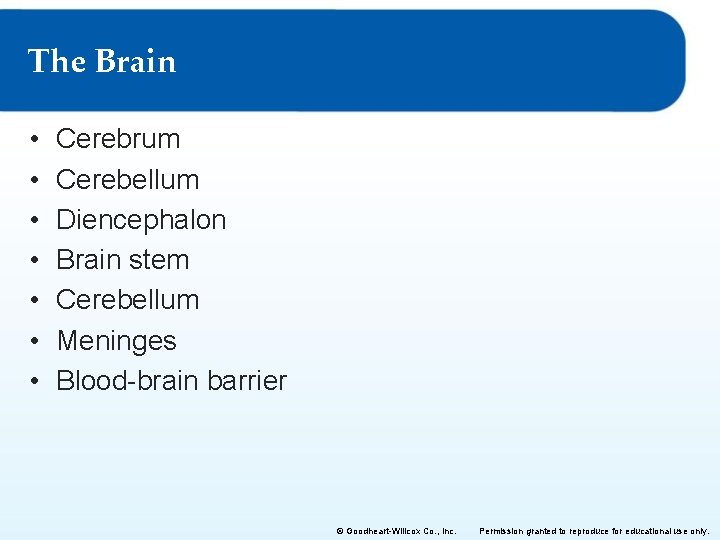 The Brain • • Cerebrum Cerebellum Diencephalon Brain stem Cerebellum Meninges Blood-brain barrier ©