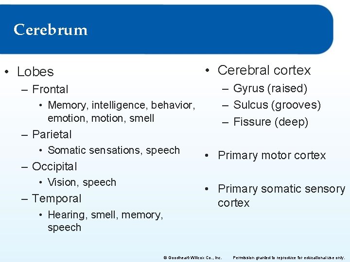 Cerebrum • Cerebral cortex • Lobes – Gyrus (raised) – Sulcus (grooves) – Fissure