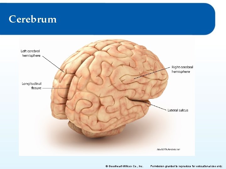 Cerebrum © Goodheart-Willcox Co. , Inc. Permission granted to reproduce for educational use only.
