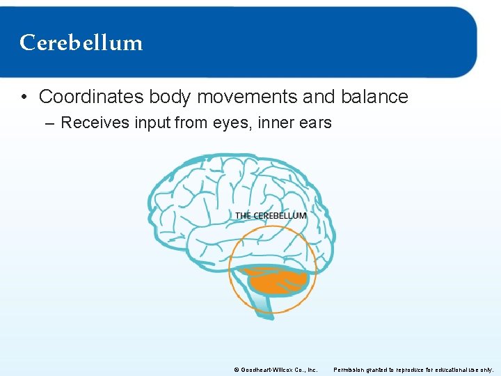 Cerebellum • Coordinates body movements and balance – Receives input from eyes, inner ears