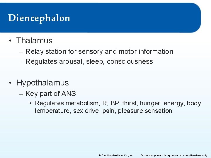 Diencephalon • Thalamus – Relay station for sensory and motor information – Regulates arousal,