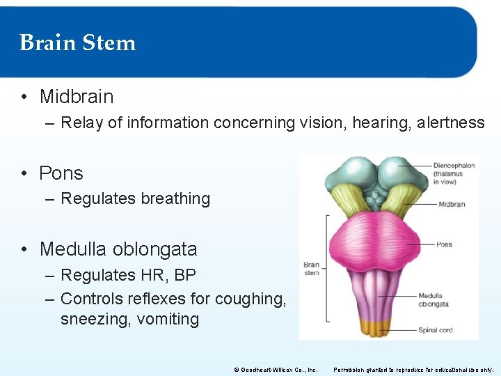 Brain Stem • Midbrain – Relay of information concerning vision, hearing, alertness • Pons