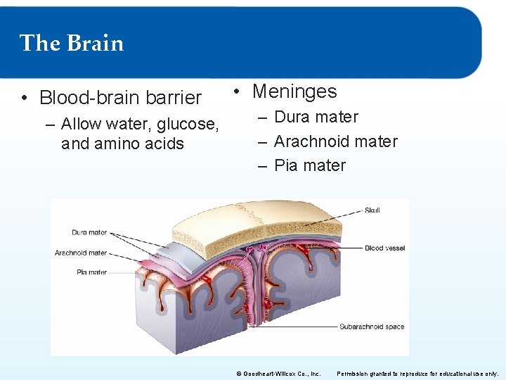 The Brain • Blood-brain barrier – Allow water, glucose, and amino acids • Meninges