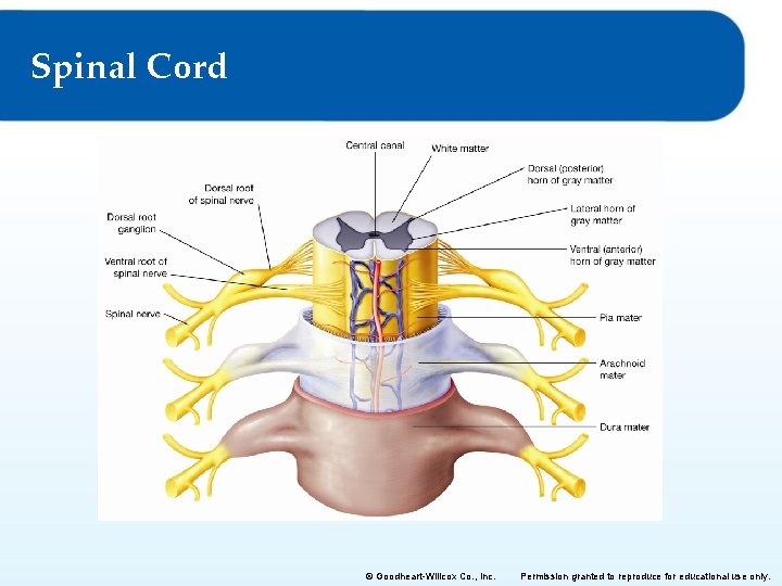 Spinal Cord © Goodheart-Willcox Co. , Inc. Permission granted to reproduce for educational use