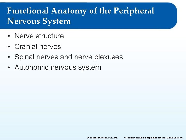 Functional Anatomy of the Peripheral Nervous System • • Nerve structure Cranial nerves Spinal
