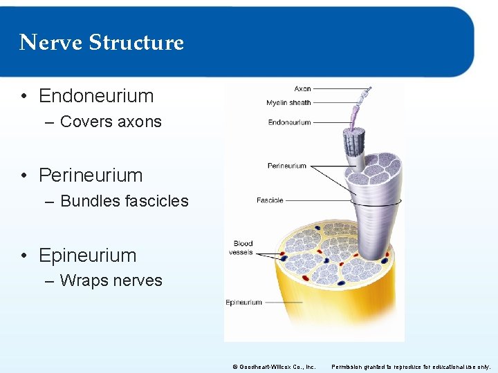 Nerve Structure • Endoneurium – Covers axons • Perineurium – Bundles fascicles • Epineurium