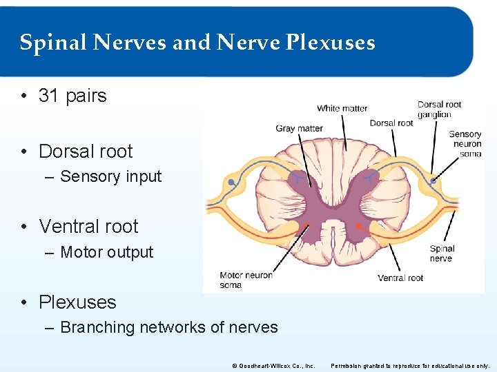Spinal Nerves and Nerve Plexuses • 31 pairs • Dorsal root – Sensory input
