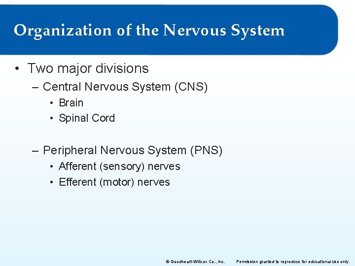 Organization of the Nervous System • Two major divisions – Central Nervous System (CNS)