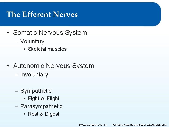 The Efferent Nerves • Somatic Nervous System – Voluntary • Skeletal muscles • Autonomic