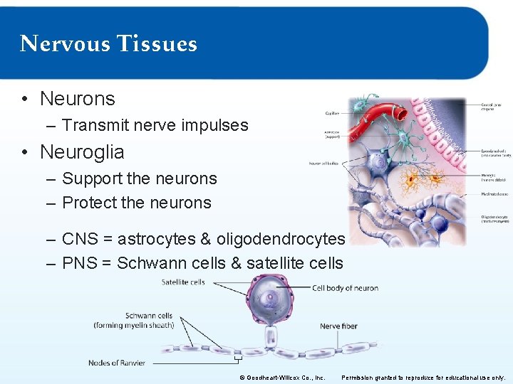 Nervous Tissues • Neurons – Transmit nerve impulses • Neuroglia – Support the neurons